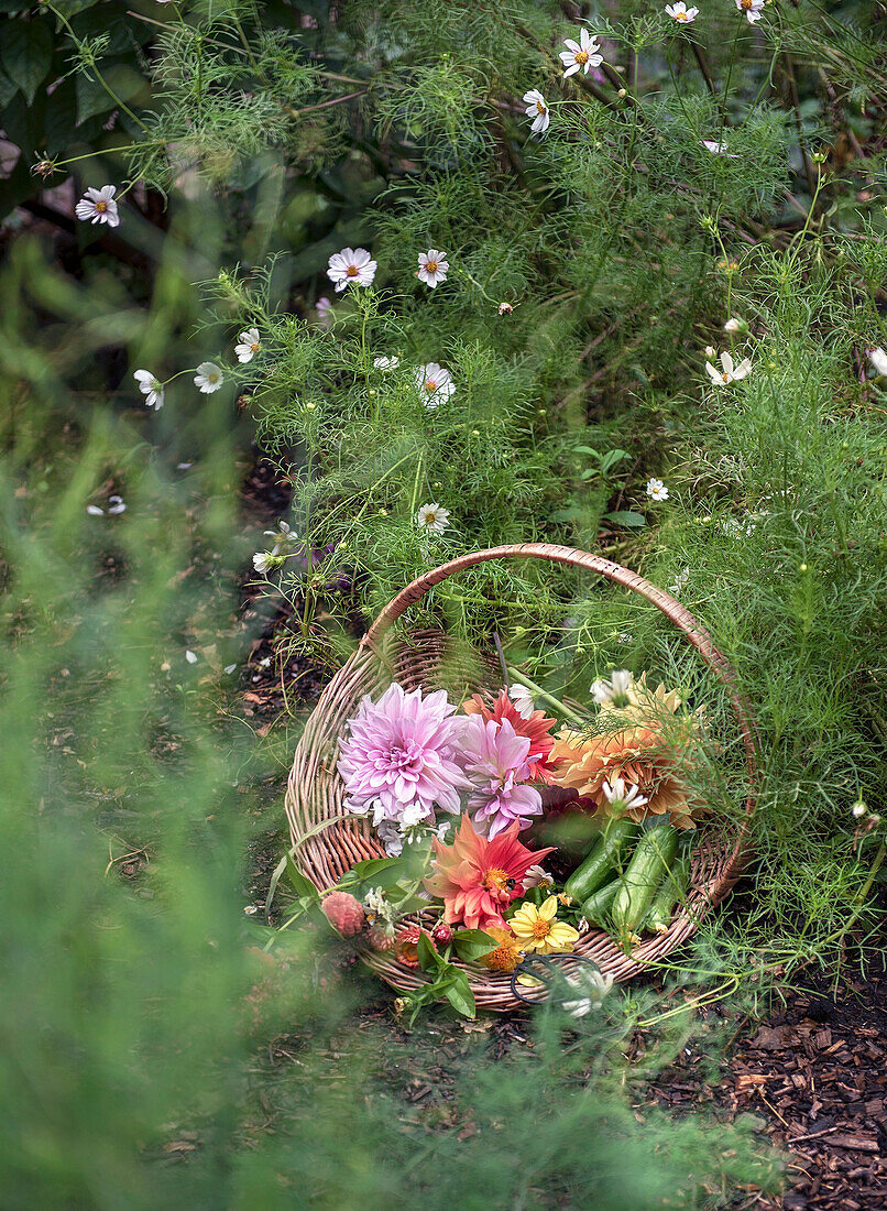 Korb mit Blumen und Zucchini und im Garten