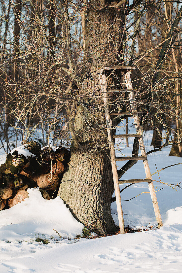 Ladder on a snow-covered tree trunk