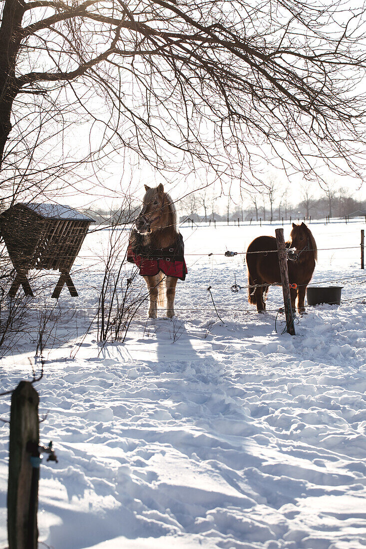 Ponies in snowy winter field next to feeding station