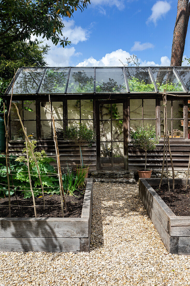 Greenhouse with glass roof, raised beds in summer