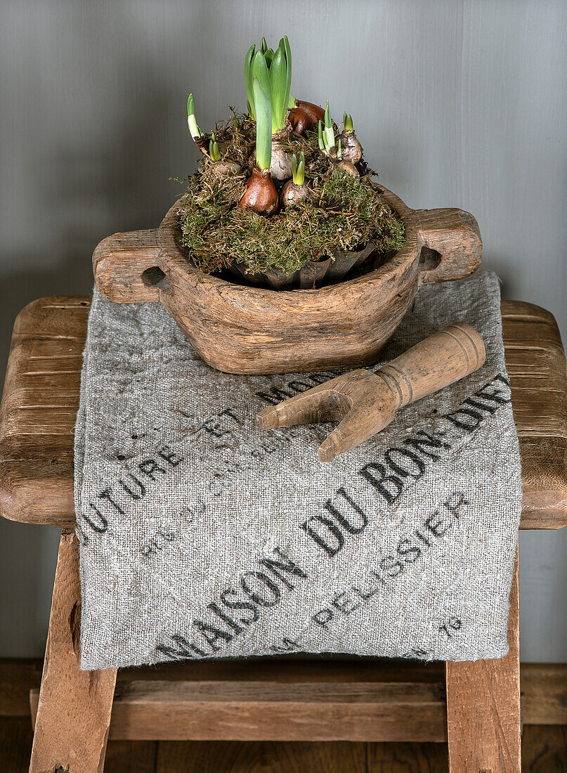 Hyacinth bulbs in rustic wooden bowl on linen cloth