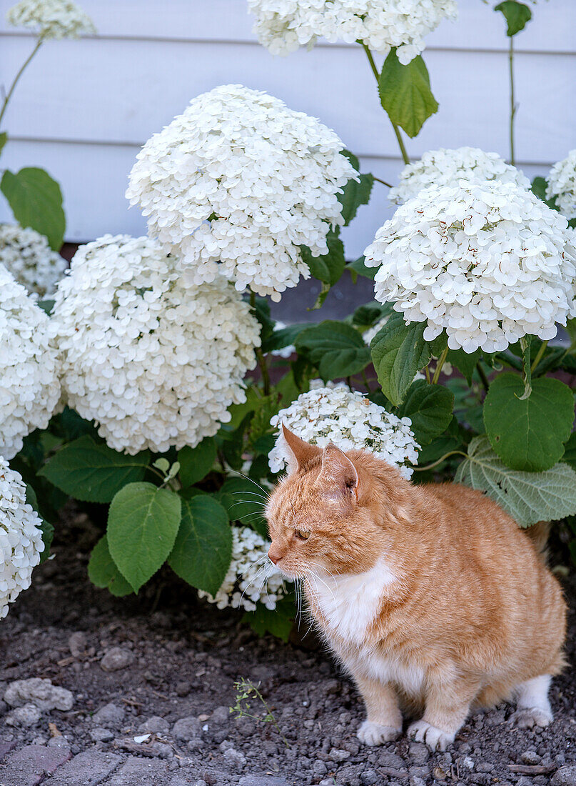 Orange and white cat sits between white hydrangeas