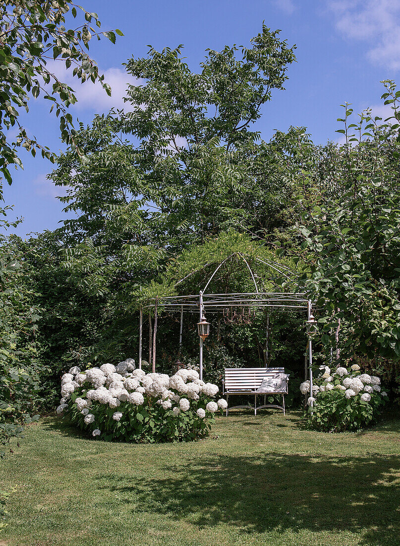 Weißer Pavillon mit Bank und Hortensien (Hydrangea) im Garten im Sommer