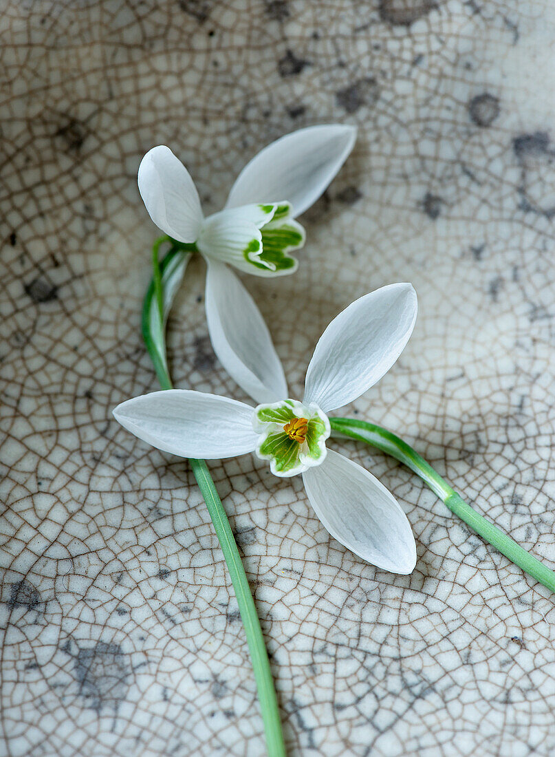 Schneeglöckchen (Galanthus) auf rustikalem Keramik-Untergrund