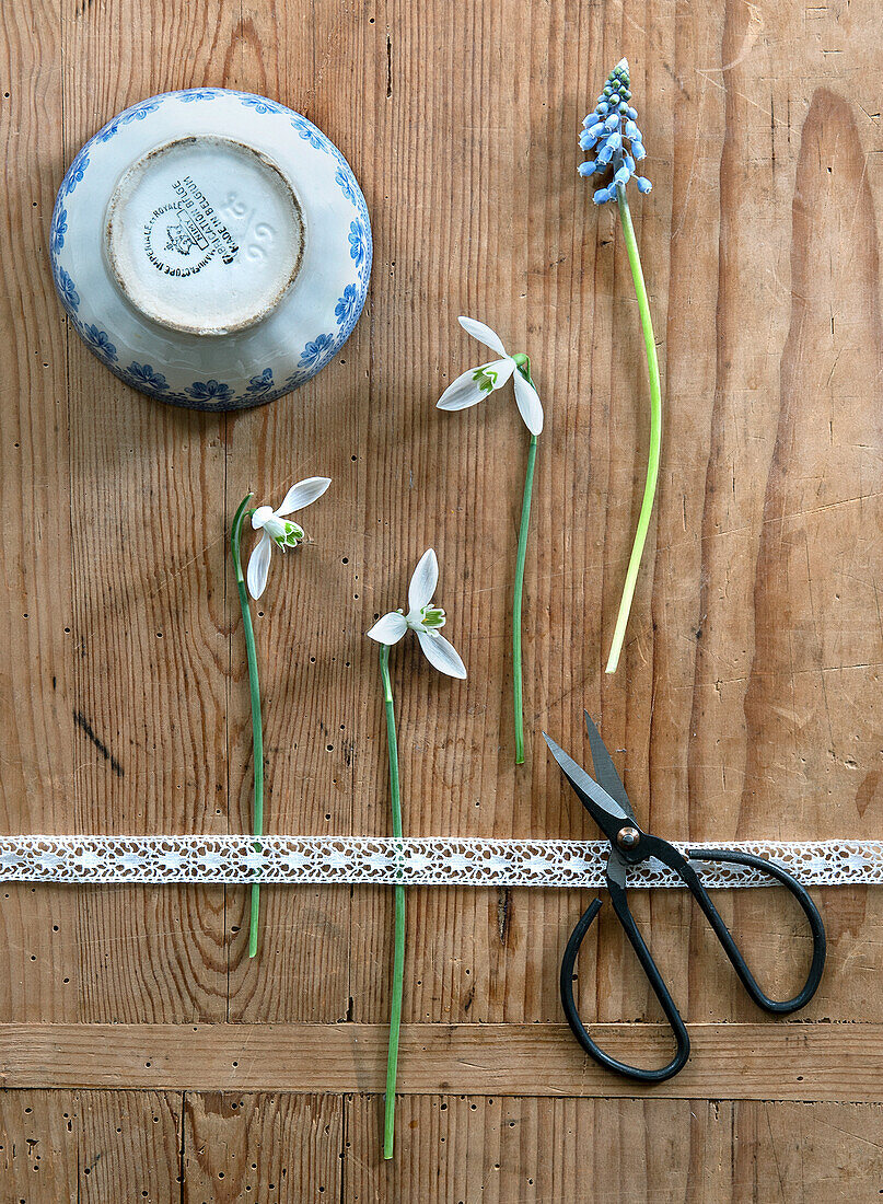 Snowdrop (Galanthus) and grape hyacinth (Muscari) next to vintage scissors and bowl