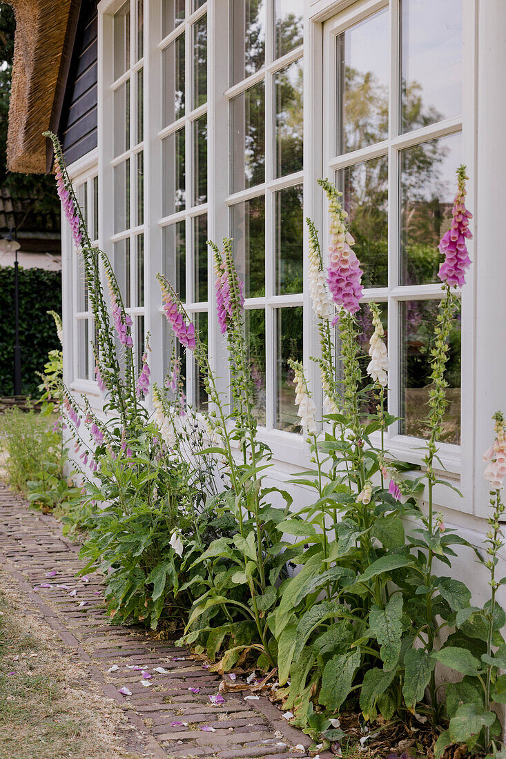 Foxgloves (digitalis) in front of white mullioned windows