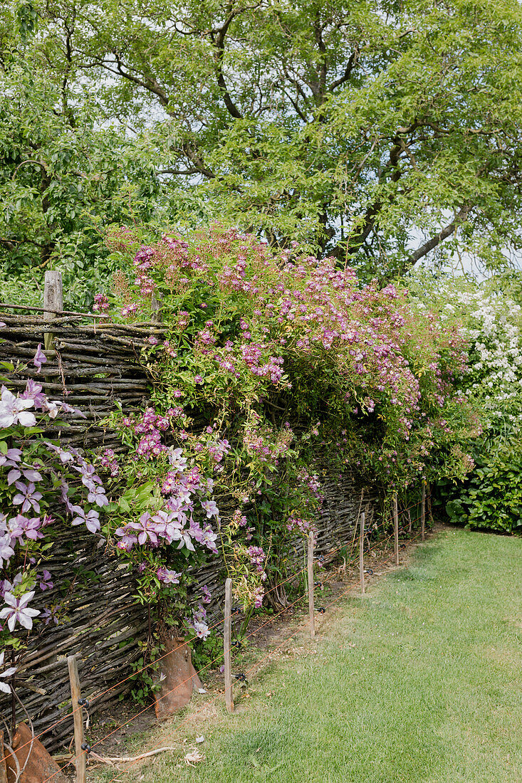 Flowering climbing plants on a woven willow fence in the garden