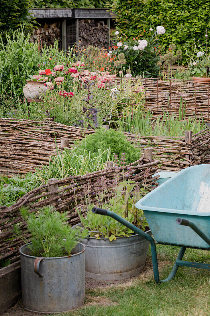 Raised bed garden with willow fences, zinc pots and wheelbarrow in summer