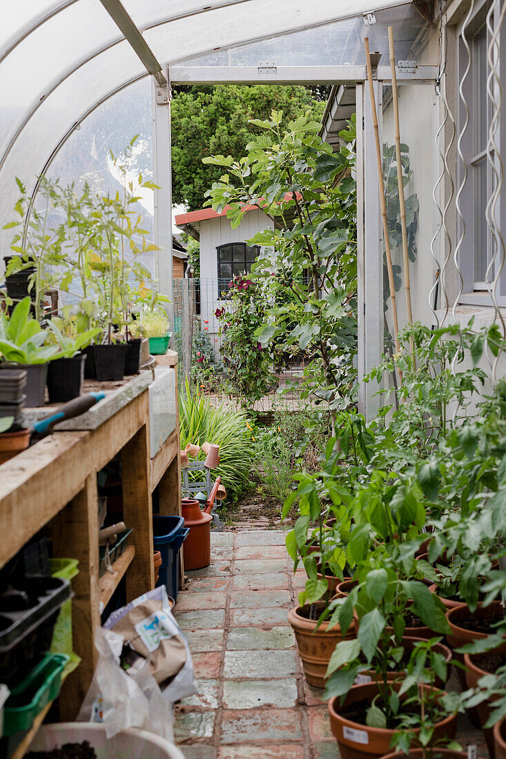 Plants in a greenhouse with tiled floor and wooden table