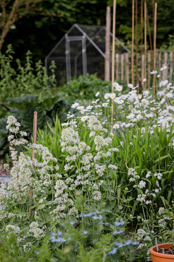 Flowering garden with white flowers and greenhouse in the background