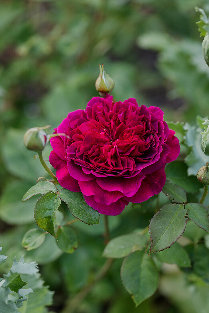 Dunkelrote Strauchrose (Rosa) mit Knospen im Garten