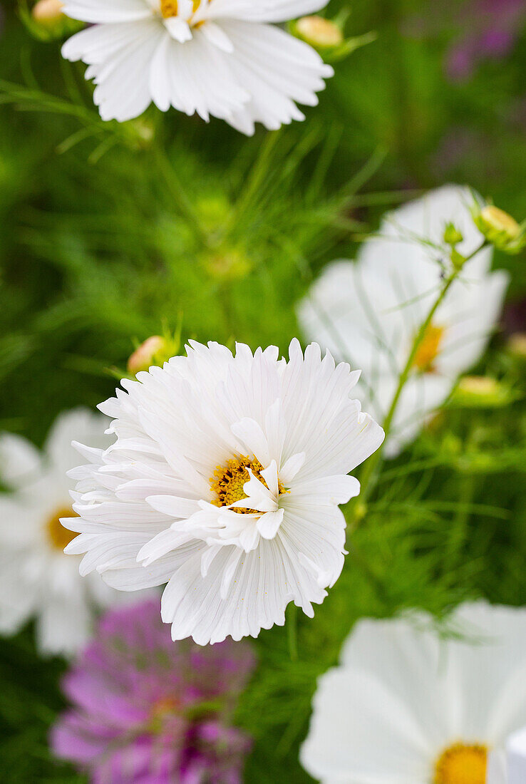 Weiße Schmuckkörbchen (Cosmos bipinnatus) im sommerlichen Garten