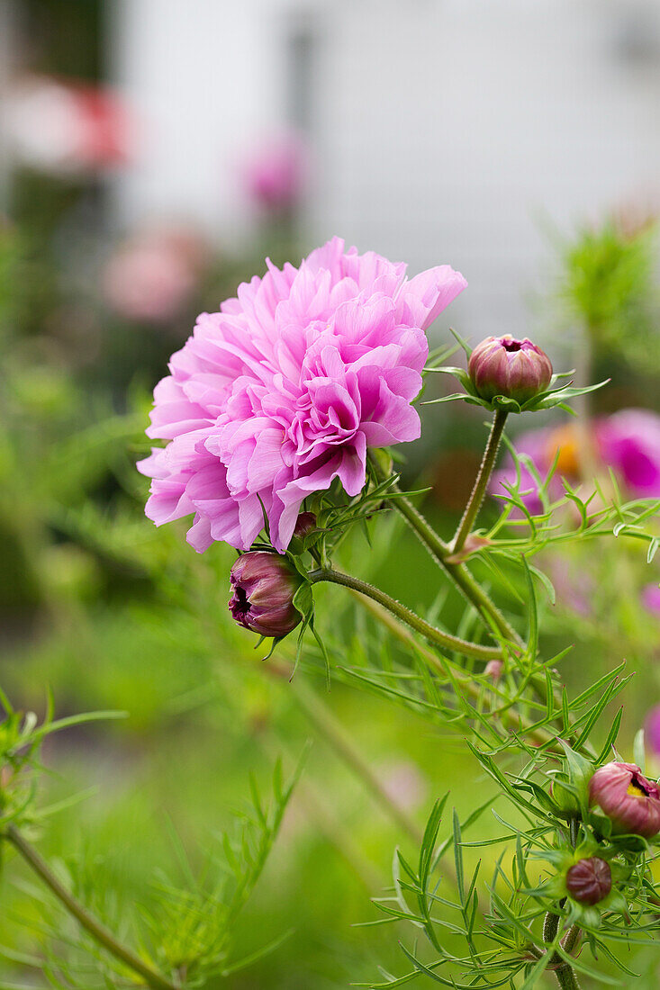 Rosa Cosmosblüte (Cosmos bipinnatus) im Sommergarten