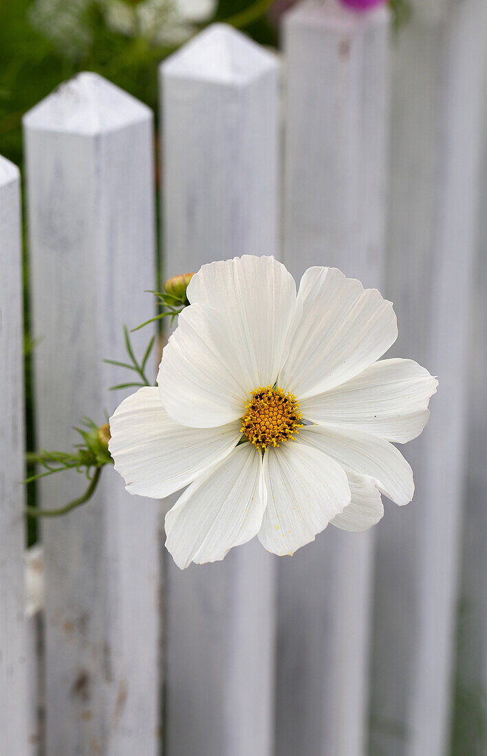 Single cosmos (Cosmos) protrudes through white picket fence