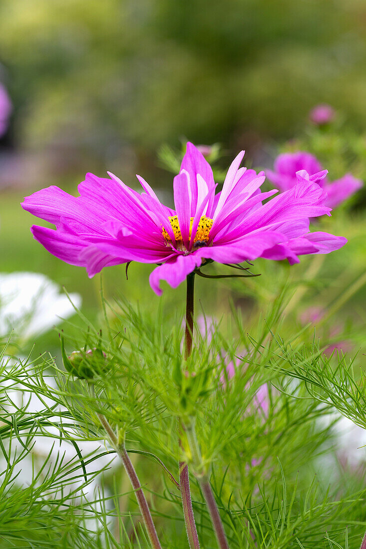 Ornamental cosmos (Cosmos bipinnatus) with bright flowers in the garden