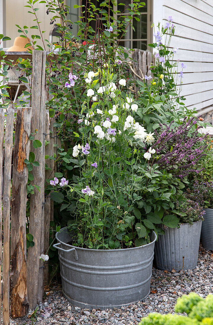 Garten mit Duftwicken (Lathyrus odoratus) im Zinktopf neben Holzzaun