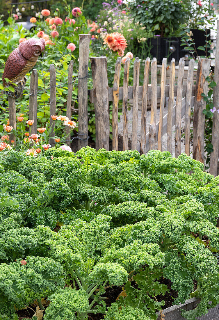 Kale in the garden bed in front of a rustic wooden fence