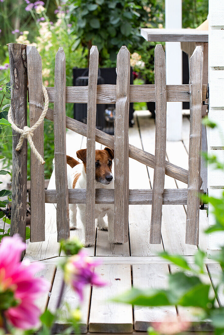 Holztor auf Terrasse mit Hund und Blumen im Sommergarten