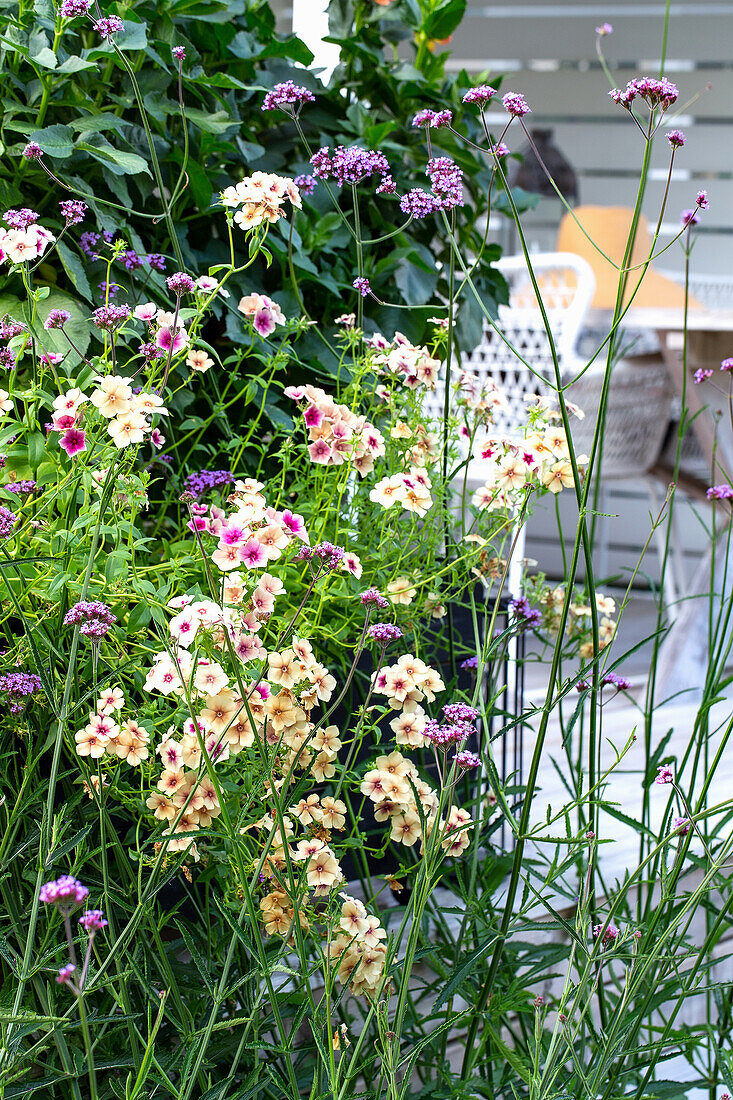 Bunte Gartenblumen neben Terrasse