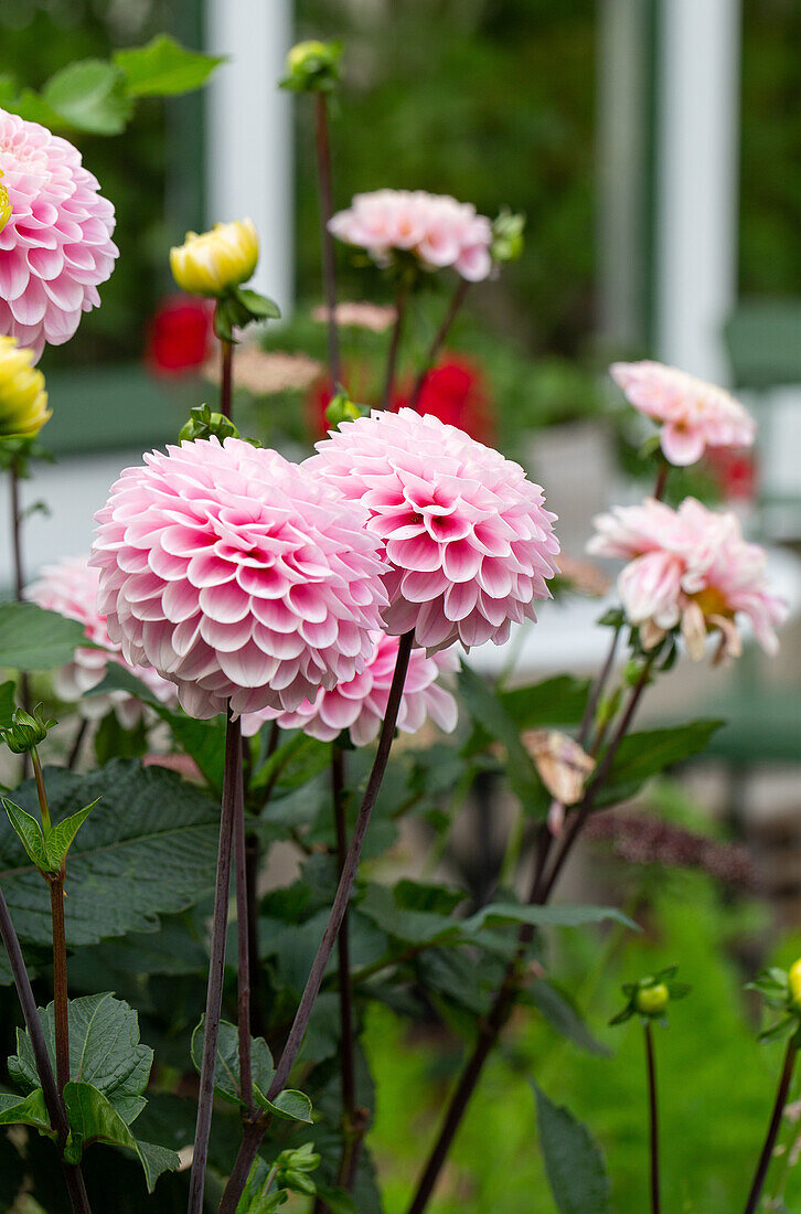 Pink dahlias (Dahlia) in full bloom in summer garden