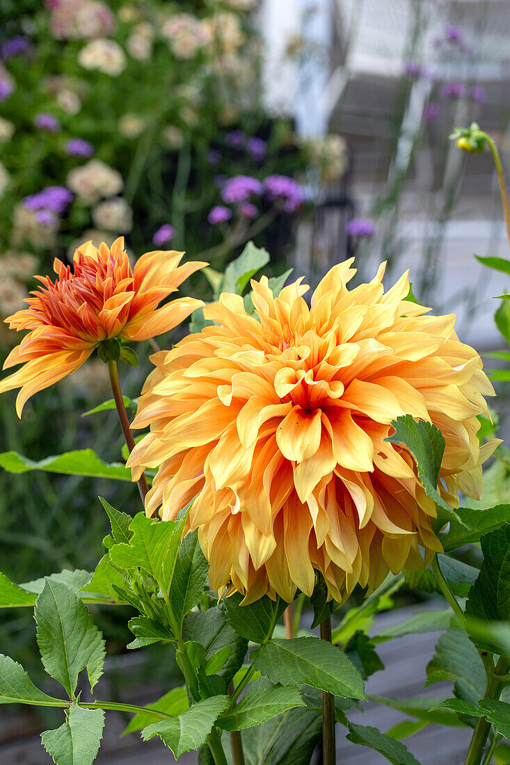 Dahlia (Dahlia) in the summer garden bed