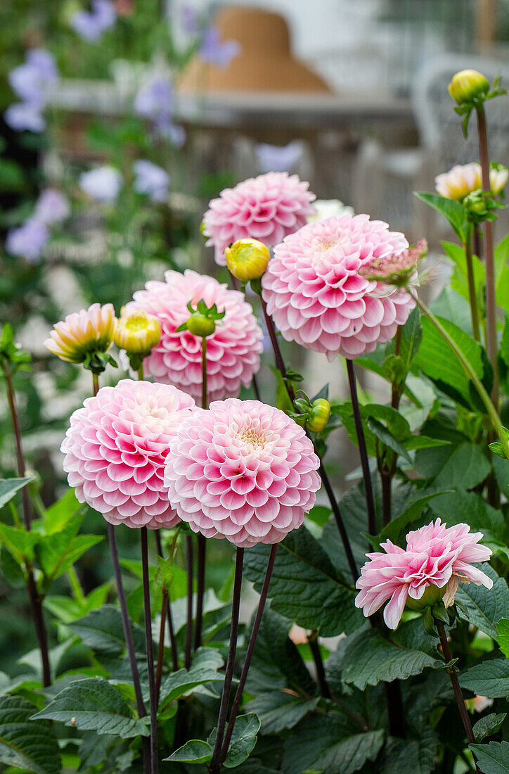 Dahlias (Dahlia) in pink in full bloom