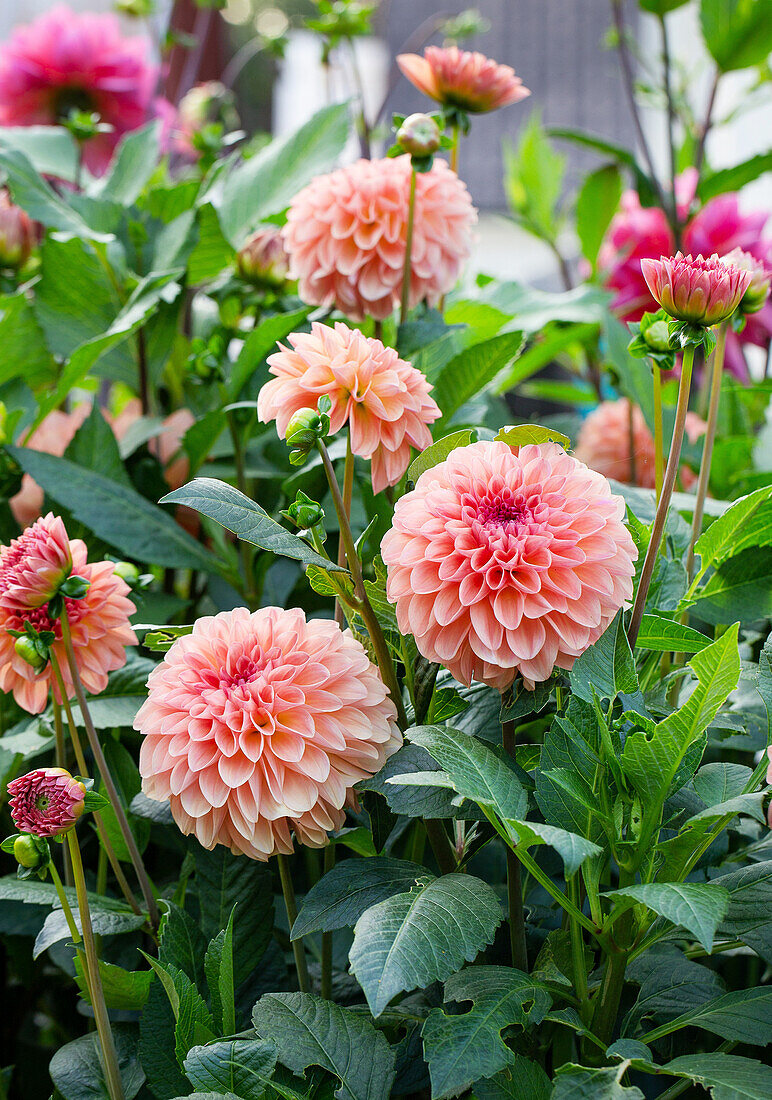 Dahlias (Dahlia) in full bloom in the summer garden