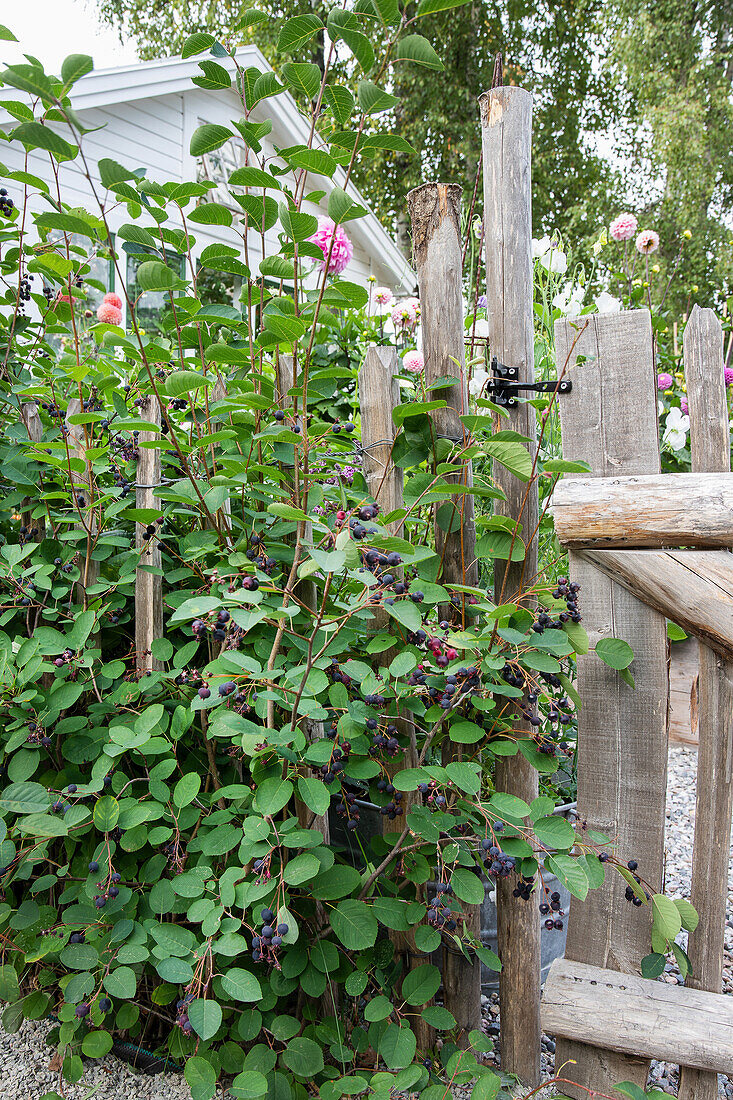 Blaubeeren an Holzzaun im Sommergarten