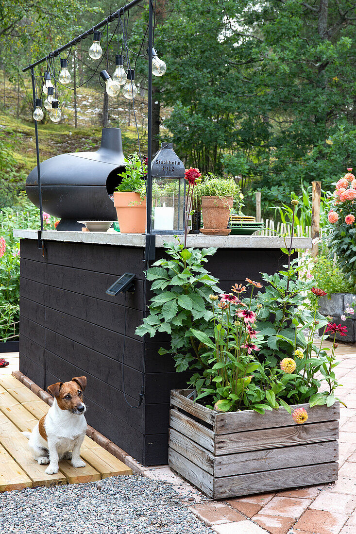 Dog sits in front of modern outdoor kitchen