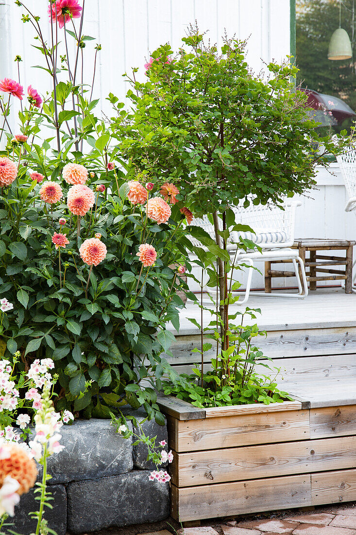 Dahlien (Dahlia) neben Terrassendeck aus Holz