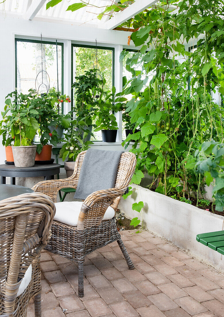 Wicker armchair in vegetable-filled conservatory