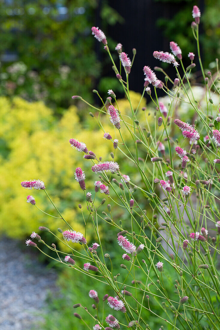 Meadow button (Sanguisorba) in the summer garden