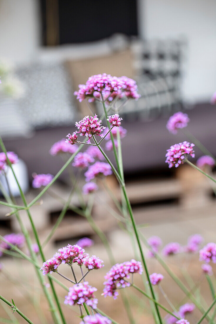 Blühendes Eisenkraut (Verbena bonariensis) vor Sitzbereich mit Polsterkissen