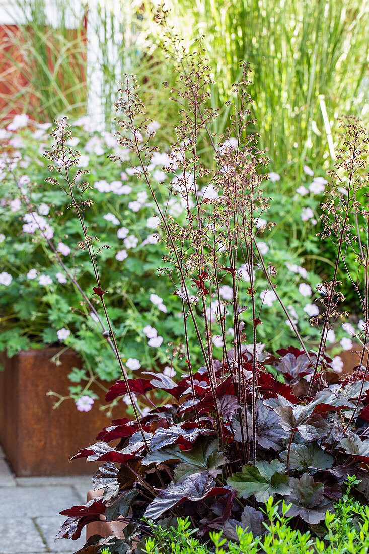 Purpurglöckchen (Heuchera) in modernem Gartenbeet