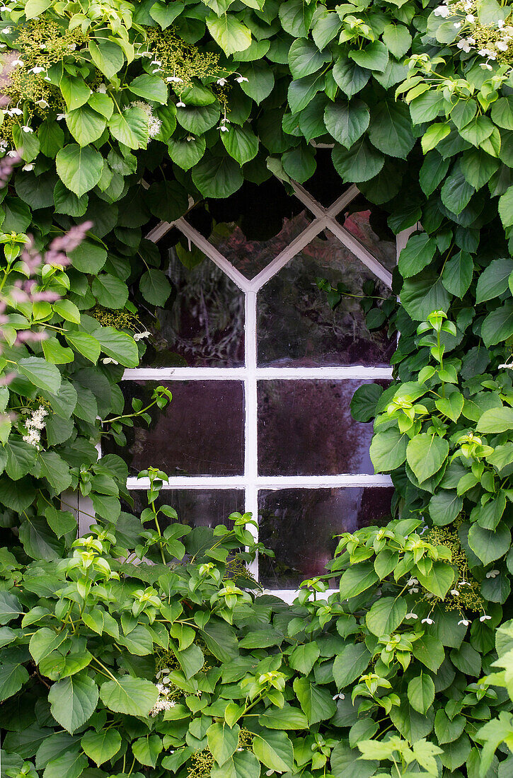 Window with white frame entwined with dense ivy