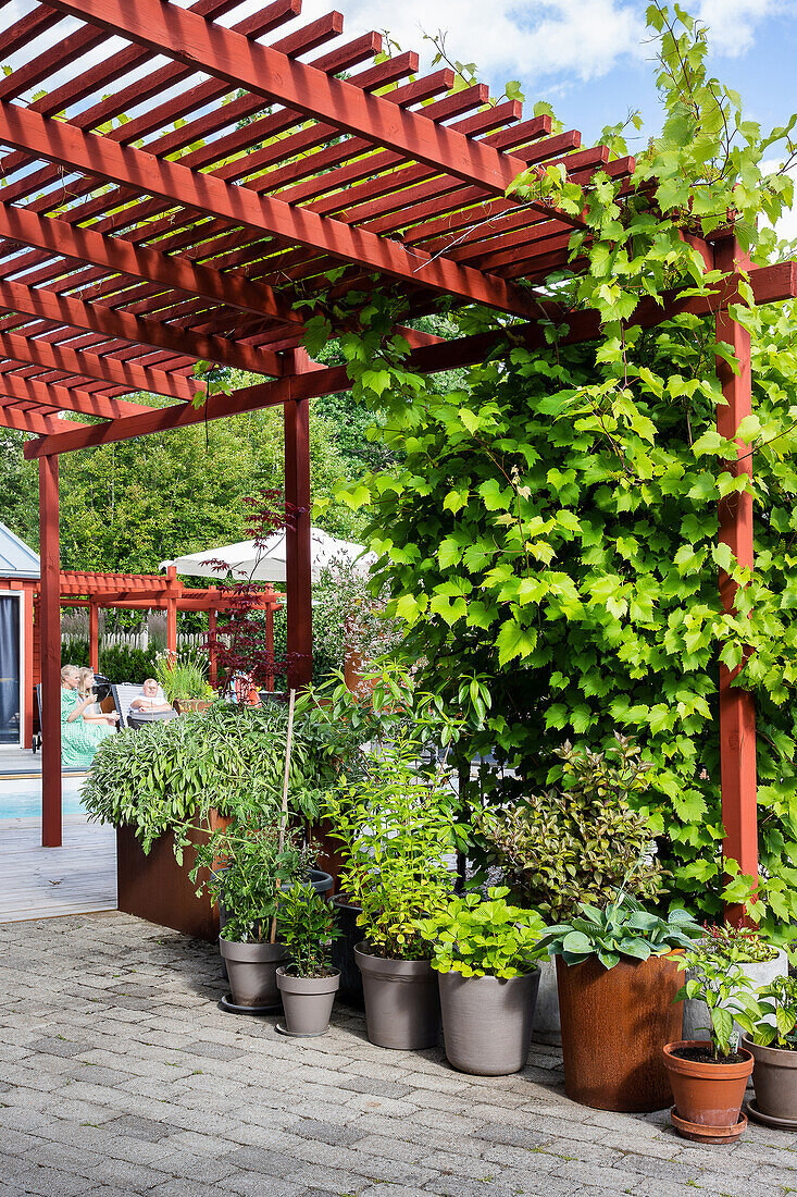 Variety of plants in pots under a red pergola in the garden