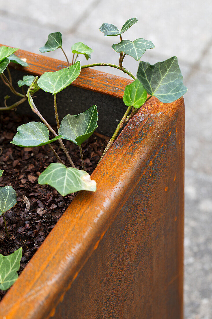 Ivy (Hedera) in a rusty metal planter