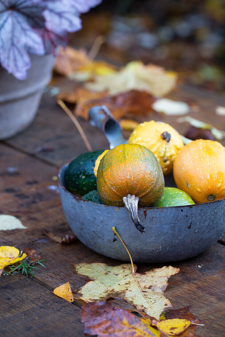 Autumnal ornamental pumpkins in metal bowl on wooden table