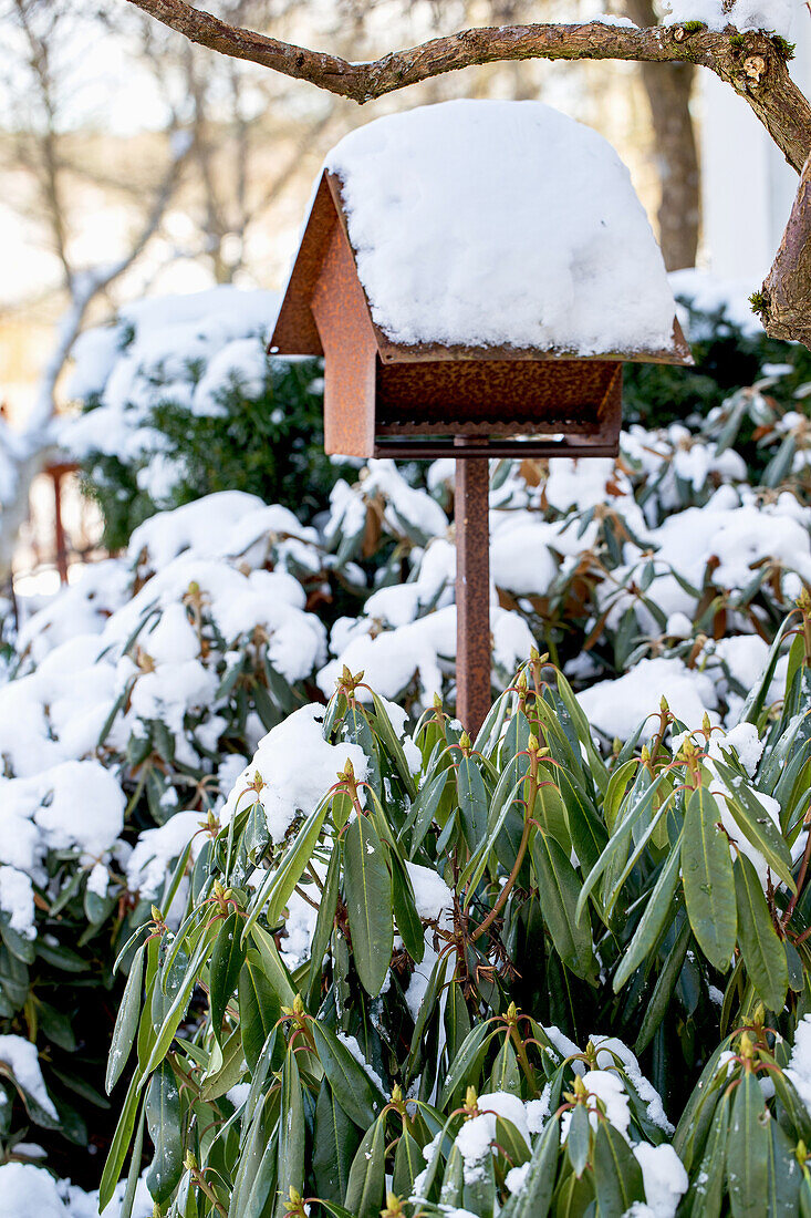 Snow-covered birdhouse and rhododendron bushes in the winter garden