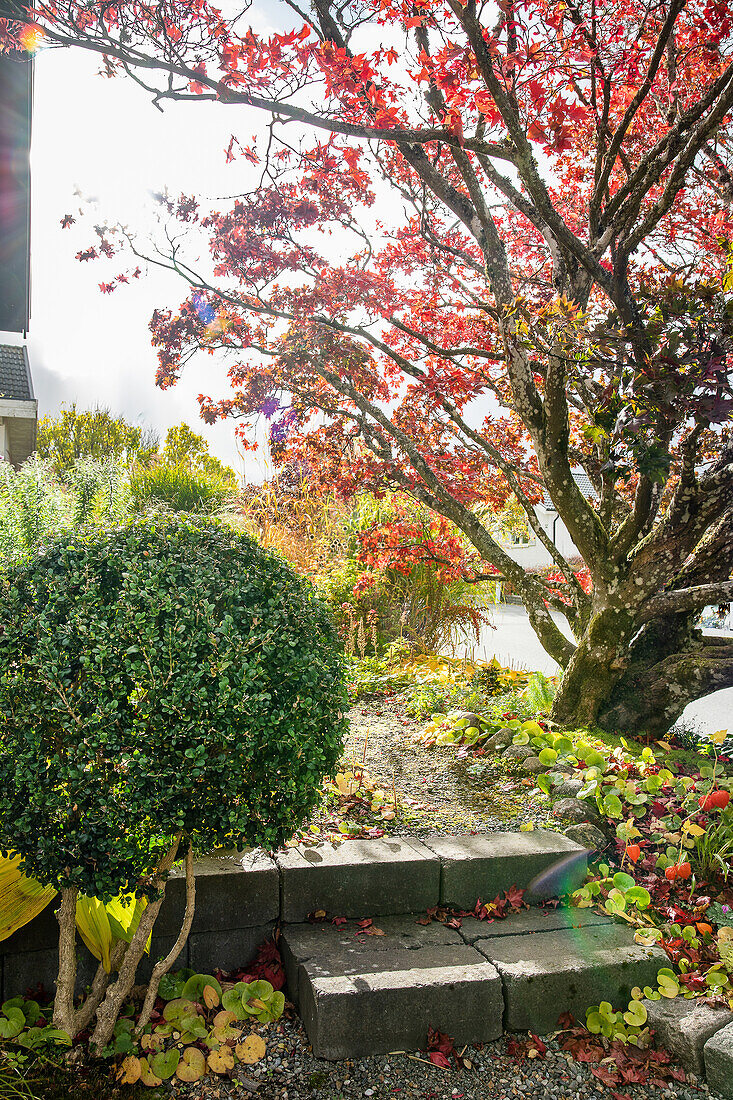 Stone steps between boxwood and Japanese maple tree