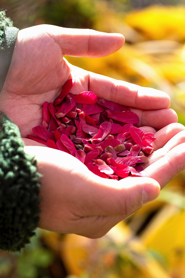 Hands holding red maple wings