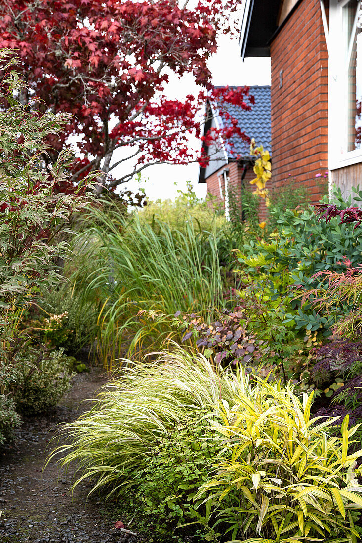 Garden path through ornamental grasses and maple bushes in autumn