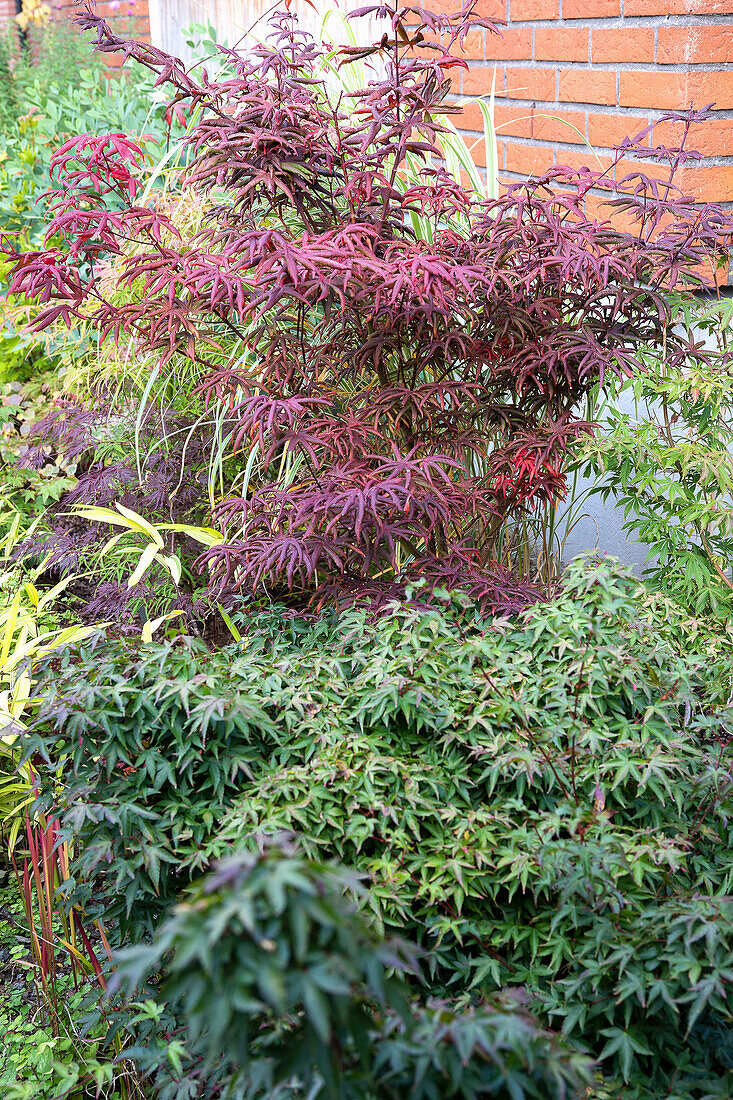 Garden corner with red fan maple (Acer palmatum) in front of a red brick wall