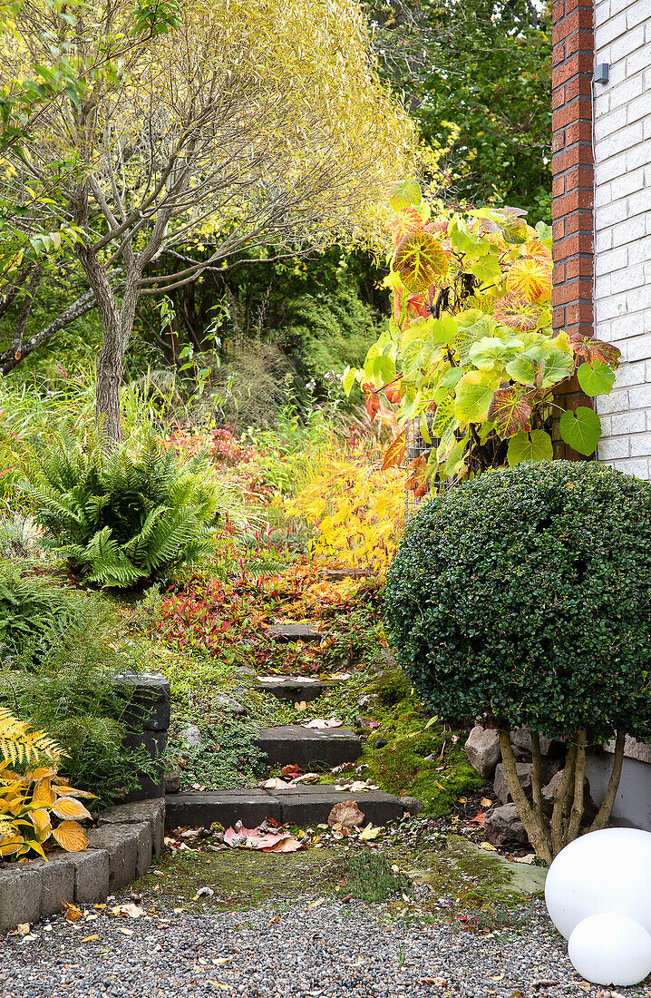 Garden path through autumnal garden area next to brick house