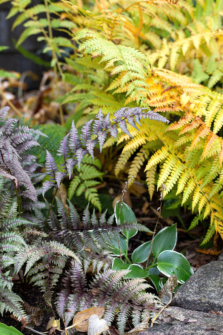 Fern and hosta in the autumn garden bed