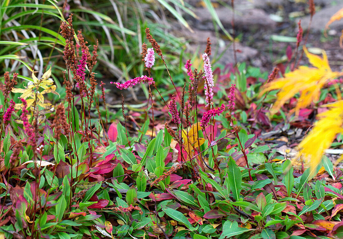 Bistorta amplexicaulis in the autumn garden bed