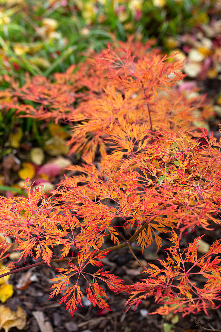 Fächer-Ahorn (Acer palmatum) im herbstlichen Garten