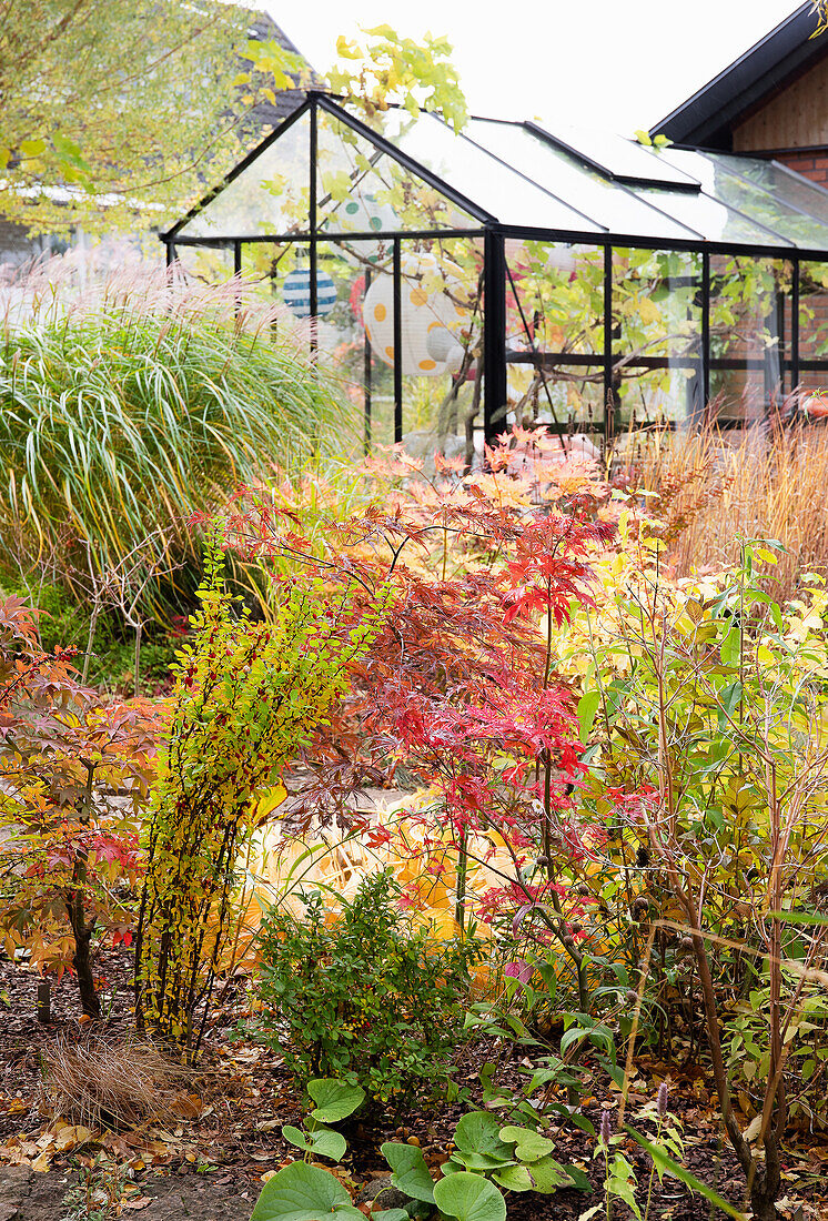 Colourful autumn plants in front of a modern greenhouse in the garden