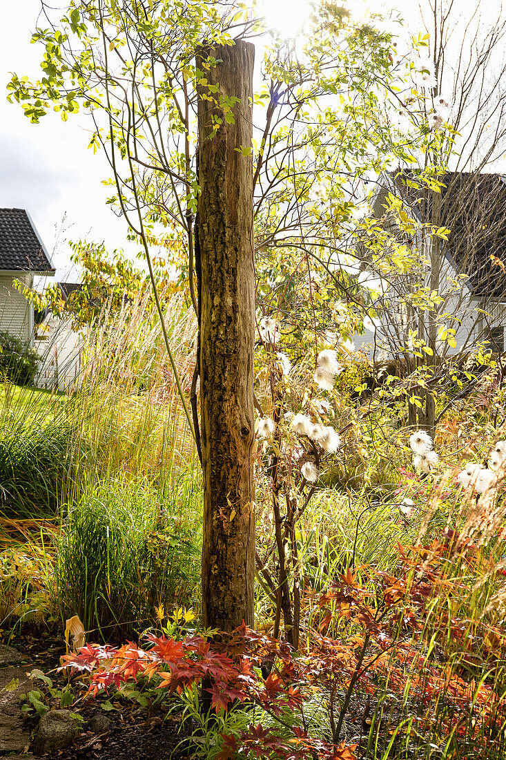 Tree trunk in the autumn garden