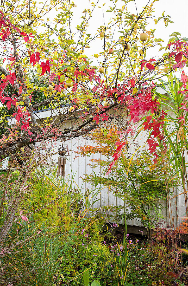 Autumnal garden with red foliage and garden shed in the background